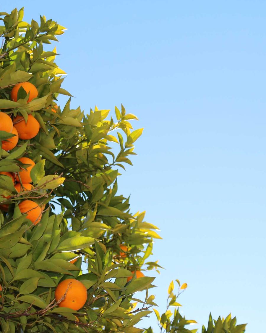 Lookbook Primavera 2026 — stile naturale e contemporaneo